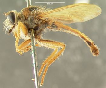 Media type: image;   Entomology 12755 Aspect: habitus lateral view
